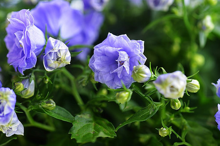 小花蓝色摄影照片_蓝色风铃草的特写镜头