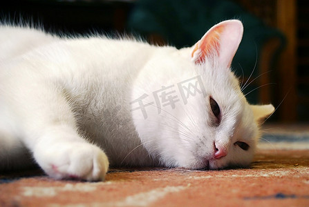 地毯猫摄影照片_地毯上的白猫