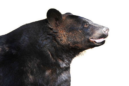 鼻部摄影照片_动物园里的黑熊。夏天到了。