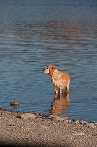 水中的一只金毛猎犬