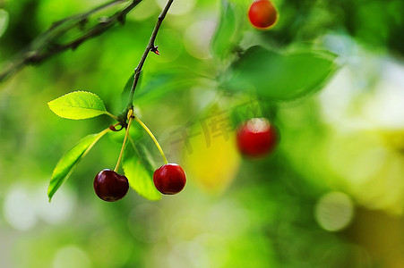 甜蜜摄影照片_树上挂着两个新鲜甜蜜的樱桃。