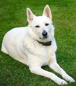 友谊放松草地上的白狗绿色草坪上的可爱小狗