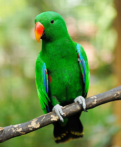 美丽的绿色折衷鹦鹉鸟