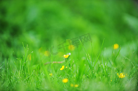 春天农田里盛开的黄花