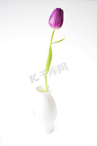 瓷瓶中的一朵紫罗兰郁金香