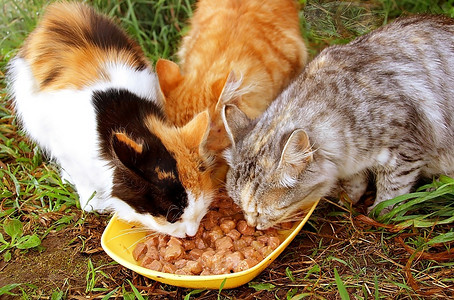 三只摄影照片_三只猫在吃早餐
