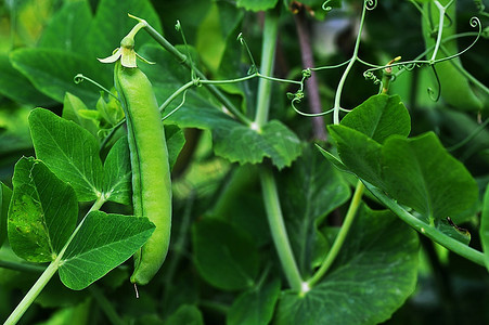 在花园里生长的豌豆植物。豆荚豌豆