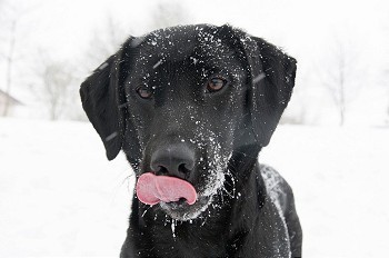 一幅满脸积雪的狗的肖像