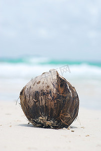 热带海滩上的椰子