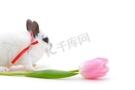 白色背景上孤立的小兔子和花朵