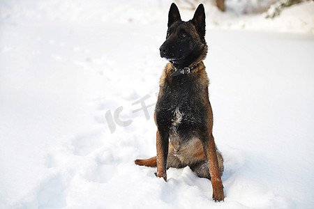 比利时摄影照片_比利时牧羊犬马利诺在雪地上。冬日