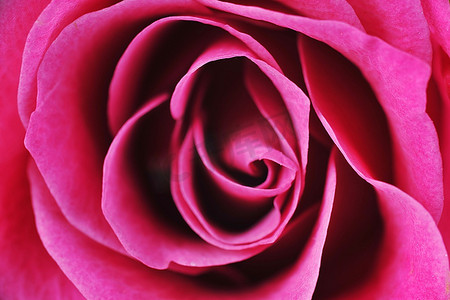 粉红玫瑰近距离宏观