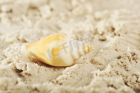 龟壳躺在潮湿的沙子上