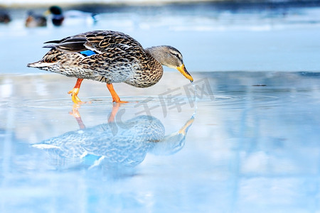 野鸭冰在冰冻的湖在寒冷的冬日