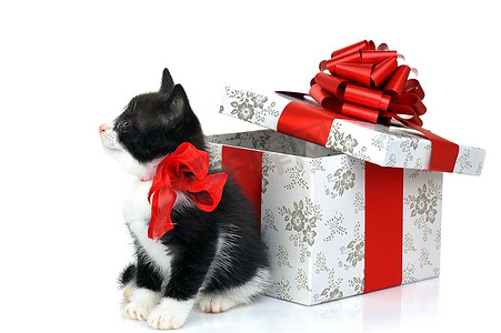 小可爱小猫附近的礼品盒