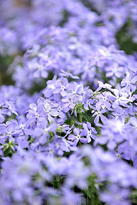 紫福禄考  小花朵在春末夏初盛开。