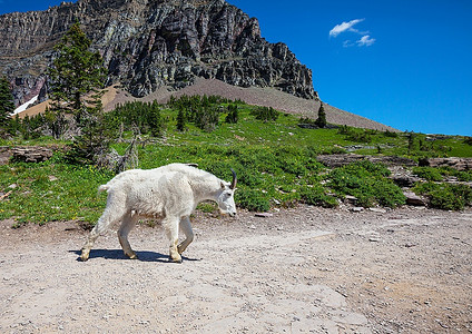 蒙大拿州冰川国家公园的山羊。