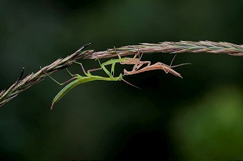 螳螂摄影照片_一只螳螂的艺术镜头