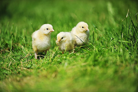 三只毛茸茸的小鸡走在绿色的草地上肉用鸡鸭子