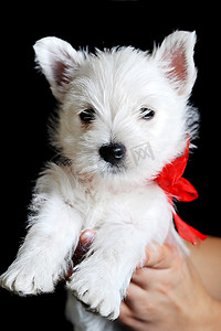 可爱的白色小狗，黑色孤立的红色丝带，肖像