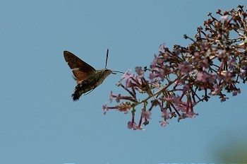 大树丛摄影照片_布丁树丛上的蜂鸟蛾