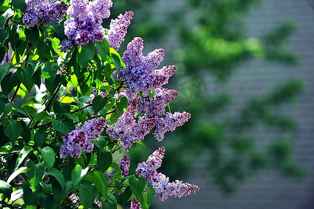 紫色丁香花摄影照片_五月天，紫丁香花丛盛开。城市公园