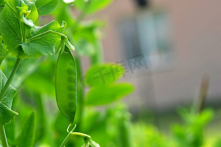 在花园里生长的豌豆植物。豆荚豌豆