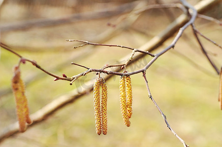 榛树的花(柳絮)预示着春天的到来