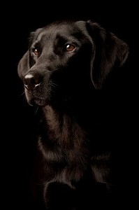画室里的一只狗的肖像，孤立在黑色背景上