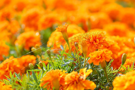 橙色的鲜花和绿色的田野