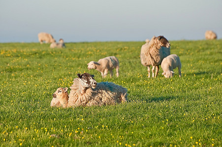 春暖花开的羊羔日出景观