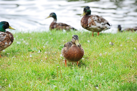 雌性绿头鸭在池塘边的草地上散步。