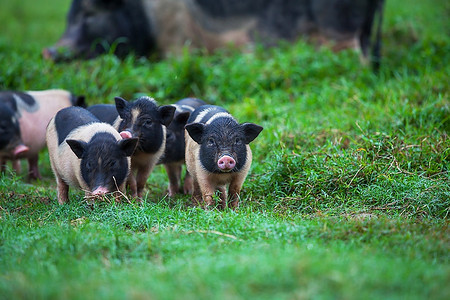 猪的摄影照片_越南猪