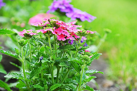 夏天院子摄影照片_院子里花坛上的美丽花朵