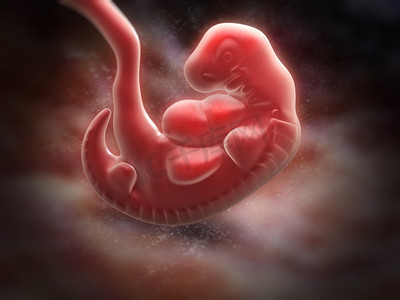 5周后的人类胚胎