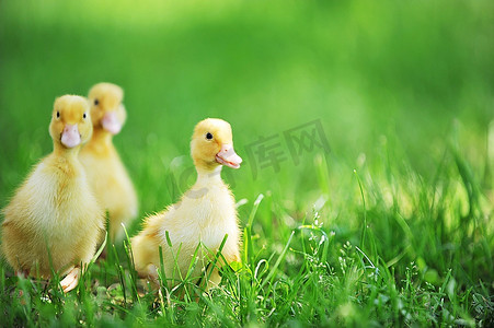 小草阳光摄影照片_三个毛茸茸的小鸡走在绿草