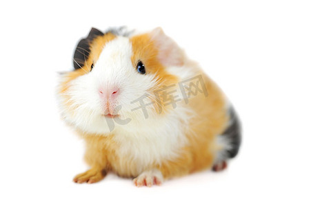 棕色的动物摄影照片_白色隔离的棕色豚鼠