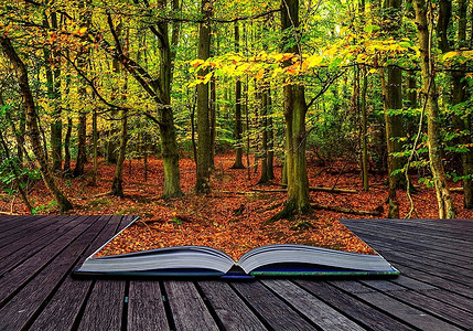 秋天秋天森林出来的魔法书的页面