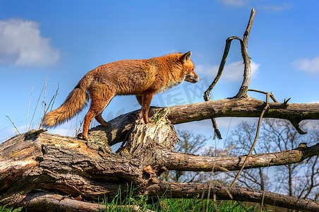鼻部摄影照片_红狐在自然栖息地和环境中的绝佳特写