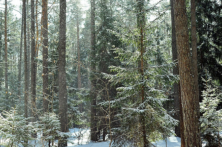 森林景观中的冬日
