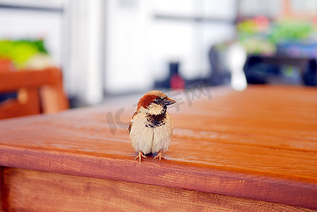 小木桌摄影照片_站在木桌上的小鸟