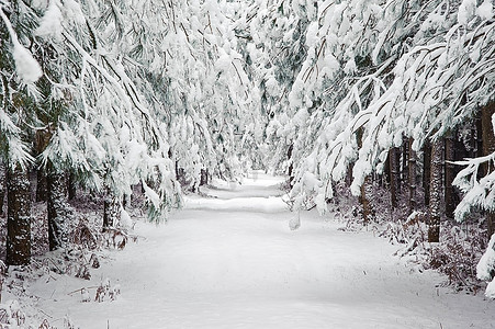 下雪植物摄影照片_雪冬风光英国乡村风光