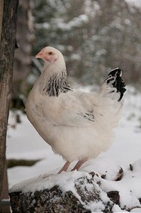 雪免费摄影照片_一只鸡在一个多雪的农场