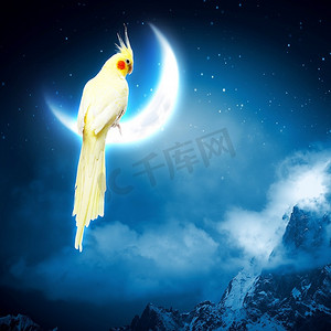鹦鹉坐在月亮上