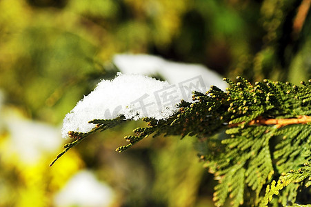 灌木植物摄影照片_冬季景观落在常绿灌木的雪