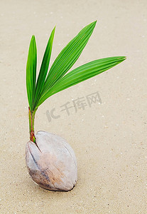 椰子在海滩上发芽