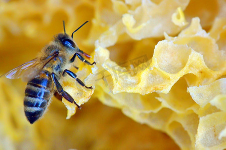 banner甜蜜摄影照片_蜂巢和蜜蜂的细节
