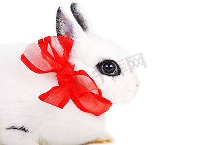 小美丽的兔子与红色丝带在白色背景