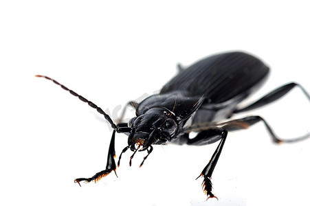 黑色甲虫非常接近白色