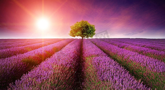 淡紫色领域美丽的图象与在地平线的单一树的夏天日落风景与朝阳